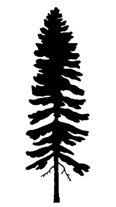 A graphic of a white spruce tree.